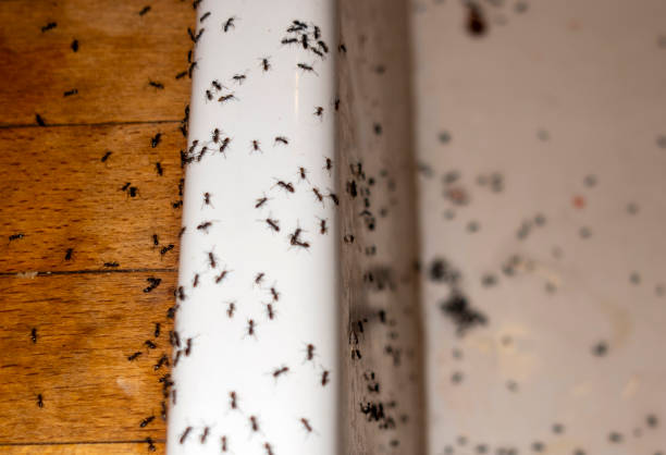Best Best Pest Control Companies  in Waukee, IA